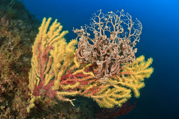 Basket star on a gorgonian