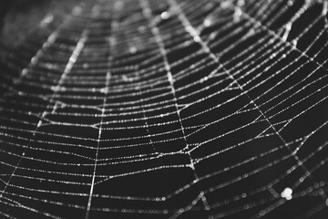 Spider web with dew drops dark