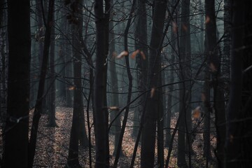Trees in the woods autumn dark