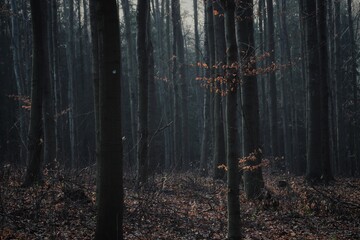 Misty forest in autumn