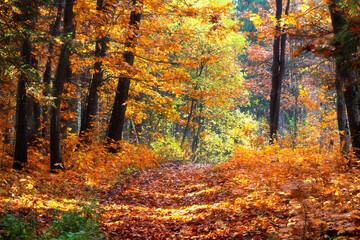 Landscape of autumn forest. Autumn leaf fall in the woodland. Sunlights throught foliage. Local pathtrack in yellow leaves fallen. Colorful leaf fall.