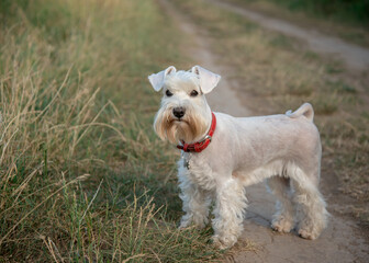 White miniature schnauzer with red collar in summer landscape close up