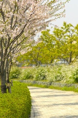 Fototapeta na wymiar 桜の並木道