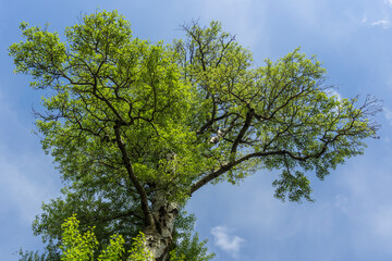 Fototapeta premium Tree crown on the blue sky