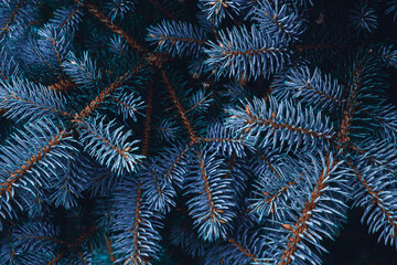 Naklejka na ściany i meble Blue spruce branches, young cones, picea pungens