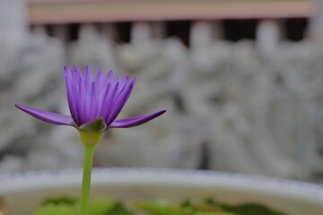 タイのバンコクの花