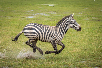Fototapeta na wymiar Zebra running at full speed in Amboseli in Kenya