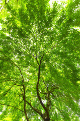 枝垂れ桜の若葉
