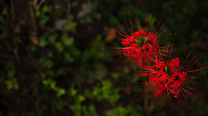 花・植物 彼岸花・曼珠沙華	
