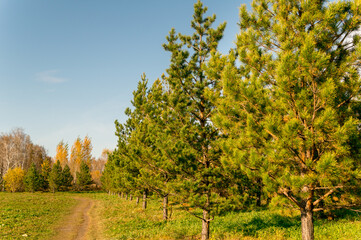 Fototapeta premium Sunny autumn day in the city park