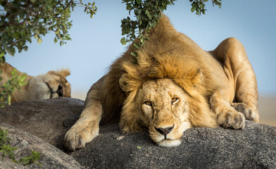 Male lion resting on a big boulder with female lioness sleeping in the background in Tanzania