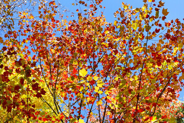 Trees in fall colors