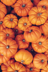 Many orange pumpkins. Halloween concept.