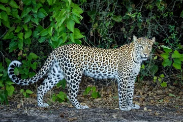 Photo sur Plexiglas Léopard Horizontal portrait of an adult leopard in Chobe River in Botswana