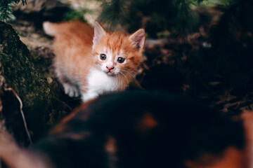 Curious and shy little red cat. Small fluffy striped red kitten for the first time on a walk in nature.