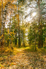 Fototapeta premium Sunny day in autumn park