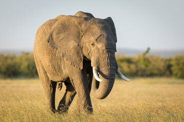 Large elephant walking through grass in warm golden sunlight in Masai Mara in Kenya
