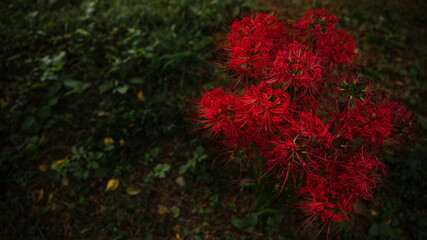 花・植物 彼岸花・曼珠沙華	
