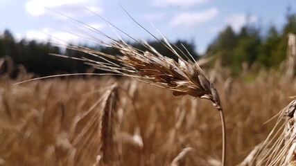 Field wheat in the summer.