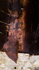 Texture, background wet wood, forest. Frame for adding a description on wood.