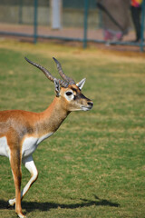 A male Blackbuck also known as Antelope, close up, Big horned wild male blackbuck in a zoo