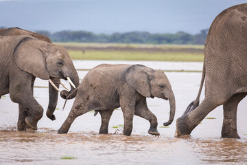 Baby elephant walking through water amongst its herd in Amboseli in Kenya