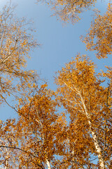 Autumn birch branches against the blue sky