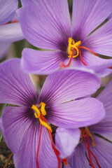 満開のサフランの花