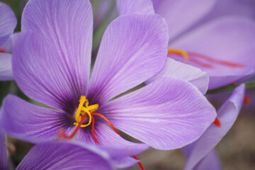 満開のサフランの花