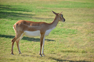 Naklejka na ściany i meble Profile of female blackbuck, also known as the Indian antelope