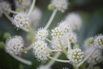 ヤツデの白い花