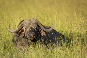 Adult buffalo lying in tall grass in Masai Mara in Kenya