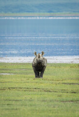 Vertical portrait of an adult black rhino standing alert in Ngorongoro Crater in Tanzania