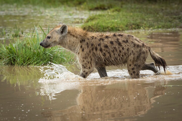 Adult hyena crossing river splashing in Ngorongoro Crater in Tanzania