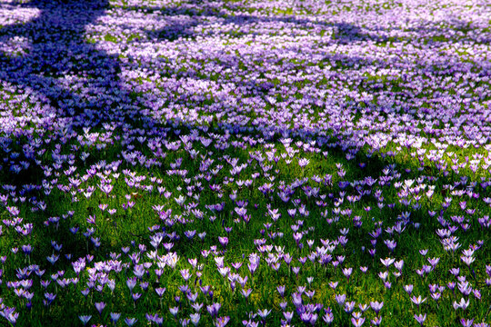 Deutschland, Schleswig-Holstein, Stadt Husum, Krokusbluete im Schlosspark.