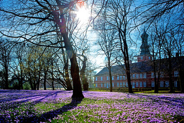 Deutschland, Schleswig-Holstein, Stadt Husum, Krokusbllüte im Schlosspark.