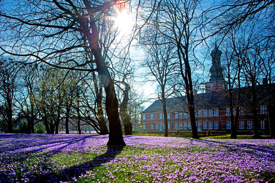 Deutschland, Schleswig-Holstein, Stadt Husum, Krokusbll&uuml;te im Schlosspark.