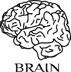 Obraz premium Brain, cerebrum, mind, awareness, subconscious. Outline vector illustration. Isolate on a white background, icon, coloring. Cartoon style, hand drawing.