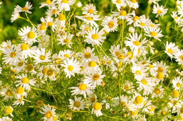 White daisies in the warm sunlight