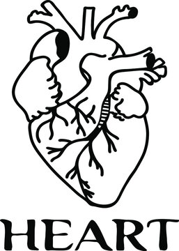 Heart, feelings, internal organ of a person. Outline vector illustration with lettering. Isolate on a white background, icon, coloring. Cartoon style. 