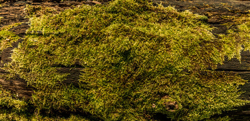 Moss in the forest. A moss tree grown. Texture or background.