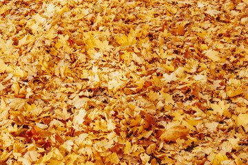 Autumn background with colorful maple leaves laying on the ground. Natural yellow leaf carpet. Foliage wallpaper, maple foliage