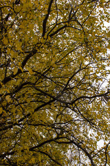 autumn leaves in the forest