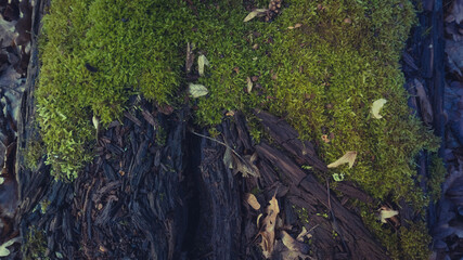 Moss covering a wet tree, gloomy color tones.