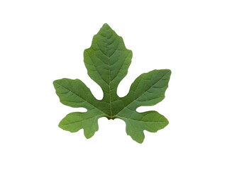 Leaves of Bitter Cucumber, Balsum Pear (Momordica charantia L.) Green leaves isolated on white background.