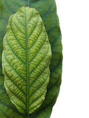 Obraz premium Beautiful leaf patterns,Cananga leaf,(Lagerstroemia speciosa (L.) Pers.) for background.