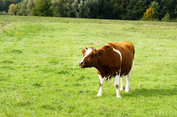 Fototapeta na wymiar Cow walks and howls in a pasture in Arnhem, Netherlands