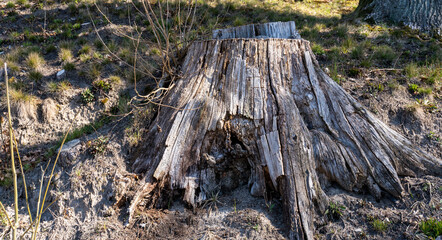 An old cut-off root on a slope.