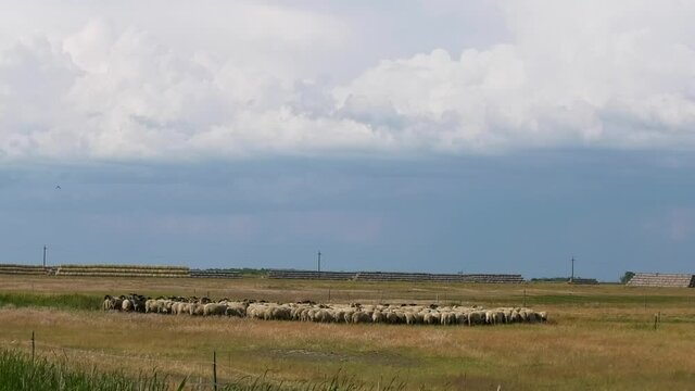 Racka sheep graze on a meadow in Hungary.