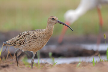 Eurasian or common curlew. Bird, Numenius arquata